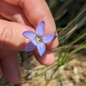 Wahlenbergia sp. at Florey, ACT - 7 Nov 2023