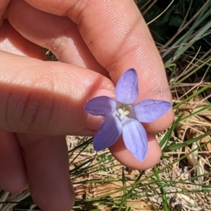 Wahlenbergia sp. at Florey, ACT - 7 Nov 2023