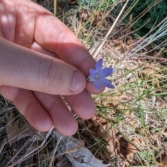 Wahlenbergia sp. at Florey, ACT - 7 Nov 2023