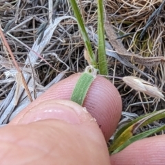 Anthosachne scabra (Common Wheat-grass) at Florey, ACT - 7 Nov 2023 by rbannister