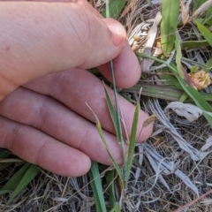 Anthosachne scabra at Florey, ACT - 7 Nov 2023 11:50 AM