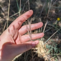 Anthosachne scabra at Florey, ACT - 7 Nov 2023 11:50 AM