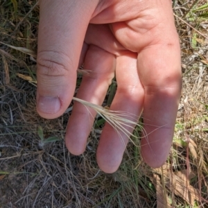 Anthosachne scabra at Florey, ACT - 7 Nov 2023 11:50 AM
