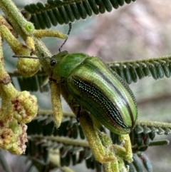Calomela vittata (Acacia leaf beetle) at Majura, ACT - 5 Nov 2023 by Pirom