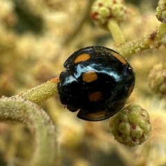 Orcus australasiae (Orange-spotted Ladybird) at Mount Ainslie - 5 Nov 2023 by Pirom