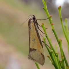 Philobota undescribed species near arabella (A concealer moth) at Mount Painter - 9 Nov 2023 by CathB