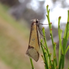 Philobota undescribed species near arabella at Mount Painter - 9 Nov 2023 09:43 AM