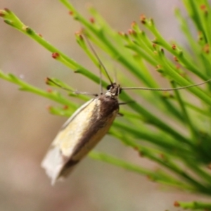 Philobota undescribed species near arabella at Mount Painter - 9 Nov 2023 09:43 AM