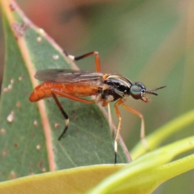 Evansomyia sp. (genus) (Stiletto fly) at Cook, ACT - 8 Nov 2023 by CathB