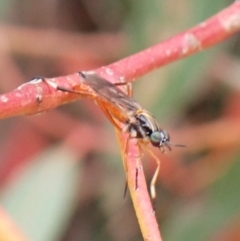 Evansomyia sp. (genus) at Cook, ACT - 9 Nov 2023 09:24 AM