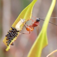 Braconidae (family) (Unidentified braconid wasp) at Cook, ACT - 8 Nov 2023 by CathB