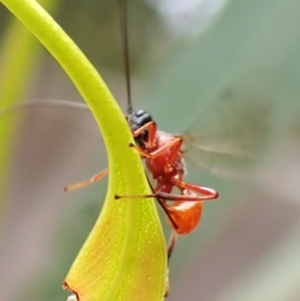 Braconidae (family) at Cook, ACT - 9 Nov 2023