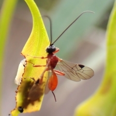 Braconidae (family) at Cook, ACT - 9 Nov 2023