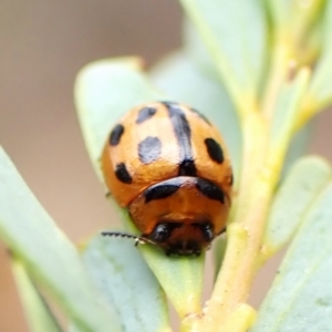 Peltoschema basicollis at Aranda Bushland - 3 Nov 2023 03:28 PM