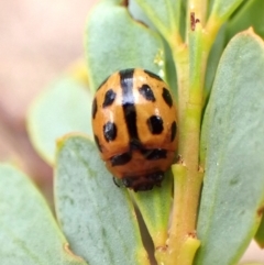 Peltoschema basicollis at Aranda Bushland - 3 Nov 2023