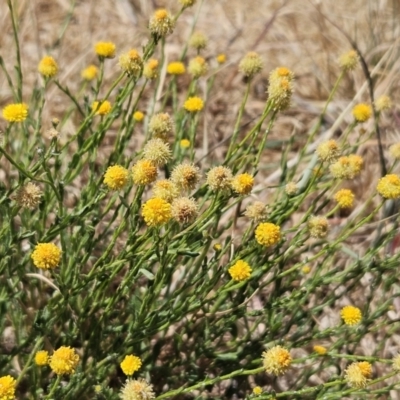 Calotis lappulacea (Yellow Burr Daisy) at The Pinnacle - 1 Nov 2023 by sangio7