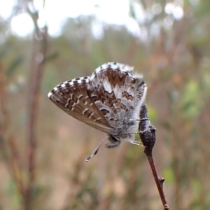 Neolucia agricola at Aranda Bushland - 3 Nov 2023