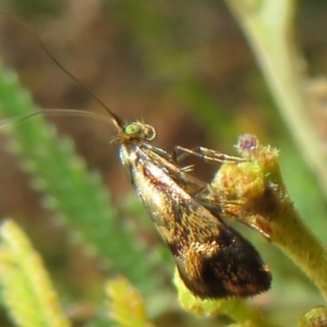 Nemophora panaeola at Woodstock Nature Reserve - 30 Oct 2023