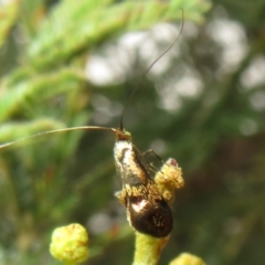 Nemophora panaeola at Woodstock Nature Reserve - 30 Oct 2023