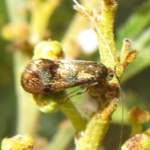 Nemophora panaeola at Woodstock Nature Reserve - 30 Oct 2023