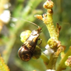 Nemophora panaeola at Woodstock Nature Reserve - 30 Oct 2023