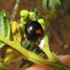 Orcus bilunulatus (Ladybird beetle) at Woodstock Nature Reserve - 30 Oct 2023 by Christine