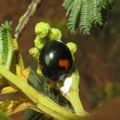 Orcus bilunulatus at Woodstock Nature Reserve - 30 Oct 2023