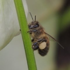 Apis mellifera (European honey bee) at Pollinator-friendly garden Conder - 2 Aug 2023 by michaelb
