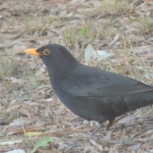 Turdus merula at Pollinator-friendly garden Conder - 2 Aug 2023