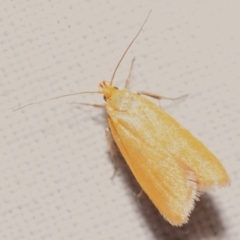 Eulechria electrodes (Yellow Eulechria Moth) at Canberra Central, ACT - 3 Nov 2023 by DianneClarke