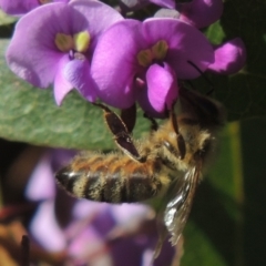 Apis mellifera (European honey bee) at Conder, ACT - 20 Aug 2023 by MichaelBedingfield