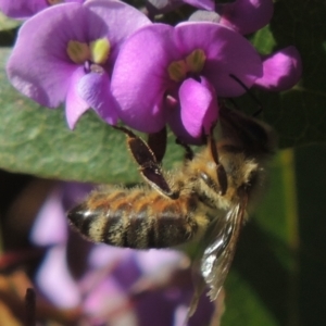 Apis mellifera at Pollinator-friendly garden Conder - 20 Aug 2023