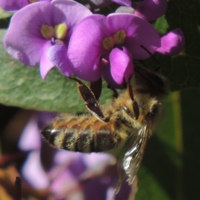 Apis mellifera (European honey bee) at Pollinator-friendly garden Conder - 20 Aug 2023 by michaelb