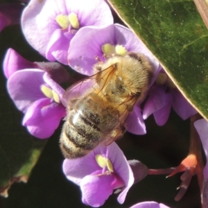 Apis mellifera at Pollinator-friendly garden Conder - 20 Aug 2023 10:58 AM