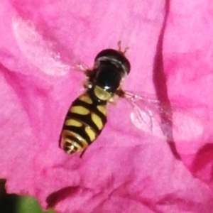 Simosyrphus grandicornis at Wanniassa, ACT - 7 Nov 2023 08:56 AM