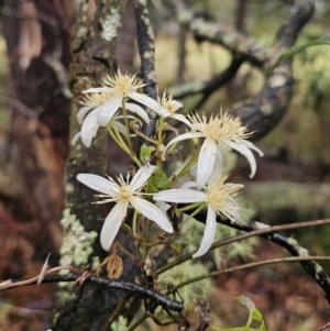 Clematis aristata at QPRC LGA - 9 Nov 2023 12:57 PM