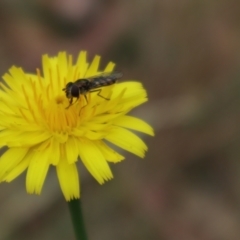 Syrphini sp. (tribe) (Unidentified syrphine hover fly) at Oakey Hill - 8 Nov 2023 by CraigW