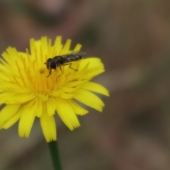 Syrphini (tribe) (Unidentified syrphine hover fly) at Oakey Hill NR (OHR) - 9 Nov 2023 by CraigW