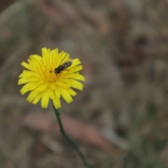 Syrphini sp. (tribe) at Oakey Hill NR (OHR) - 9 Nov 2023