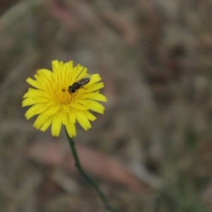 Syrphini sp. (tribe) at Oakey Hill NR (OHR) - 9 Nov 2023