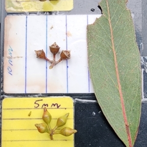 Eucalyptus camaldulensis subsp. camaldulensis at Paddys River, ACT - 9 Nov 2023