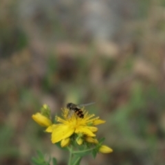 Syrphini sp. (tribe) (Unidentified syrphine hover fly) at Oakey Hill NR (OHR) - 8 Nov 2023 by CraigW