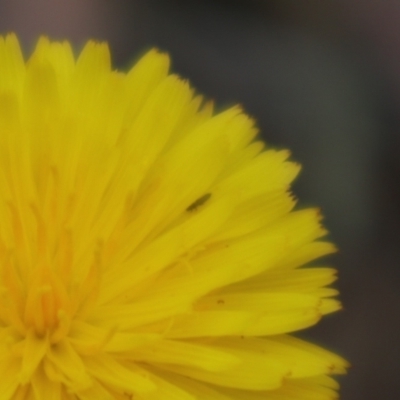 Unidentified Other insect at Oakey Hill NR (OHR) - 9 Nov 2023 by CraigW