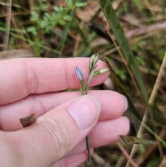 Thelymitra sp. (pauciflora complex) (Sun Orchid) at QPRC LGA - 9 Nov 2023 by Csteele4