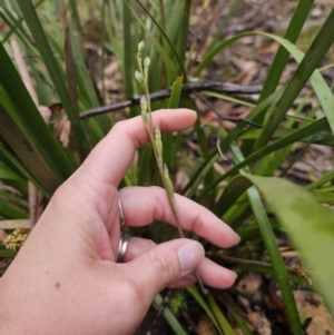 Thelymitra sp. at QPRC LGA - 9 Nov 2023