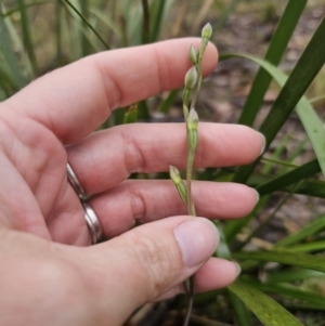 Thelymitra sp. at QPRC LGA - 9 Nov 2023