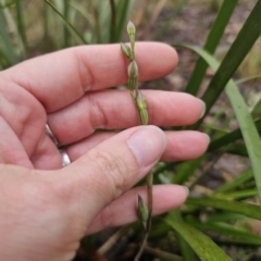 Thelymitra sp. at QPRC LGA - 9 Nov 2023