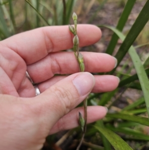 Thelymitra sp. at QPRC LGA - 9 Nov 2023