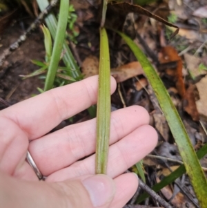 Thelymitra sp. at QPRC LGA - 9 Nov 2023