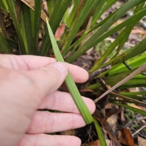 Thelymitra sp. at QPRC LGA - 9 Nov 2023